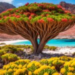 socotra